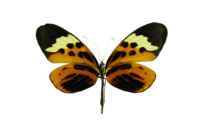 File:Melinea menophilus1.png