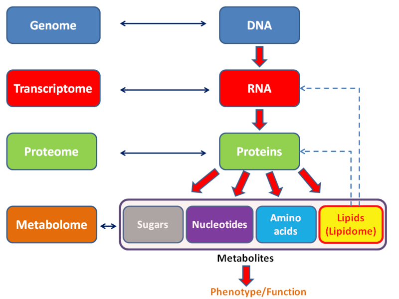 File:Metabolomics schema.png