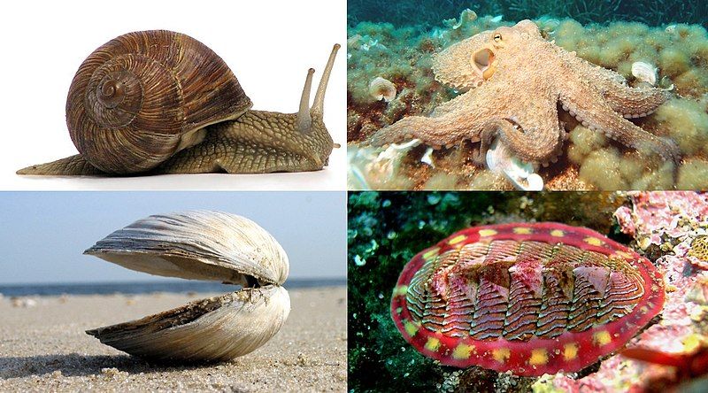 File:Mollusk collage.jpg