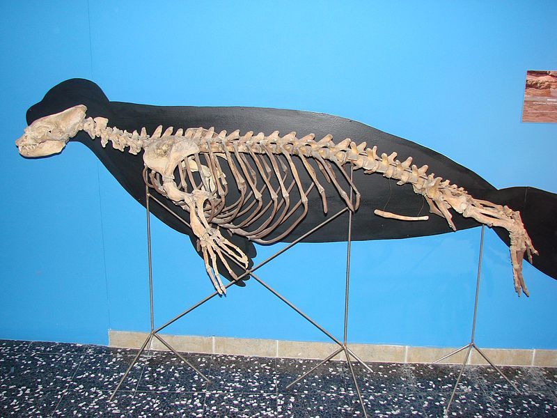 File:Monachus skeleton.JPG