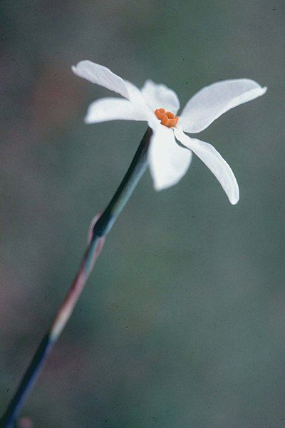 File:Narcissus serotinus RJB.jpg