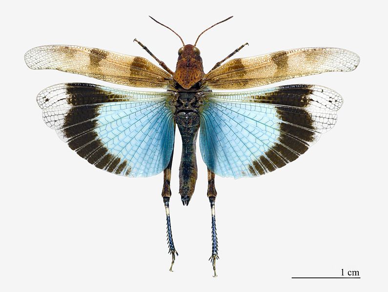 File:Oedipoda caerulescens MHNT.jpg