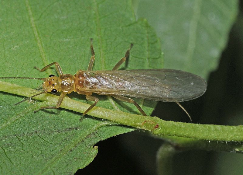 File:Osobenus yakimae.jpg