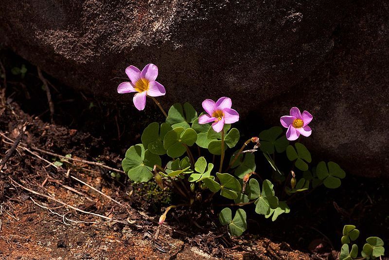 File:Oxalis obliquifolia00.jpg