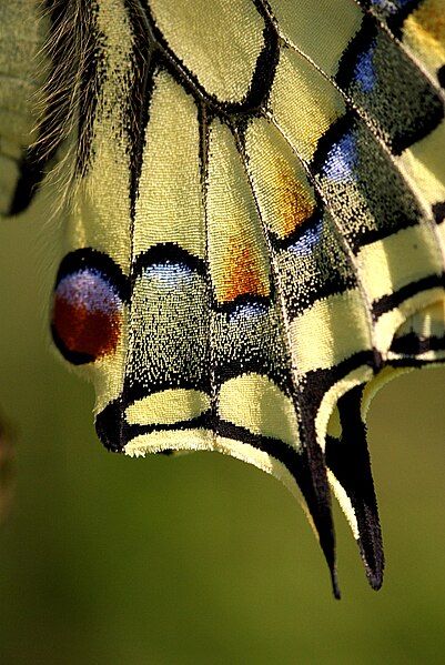 File:Papilio machaon 07.JPG