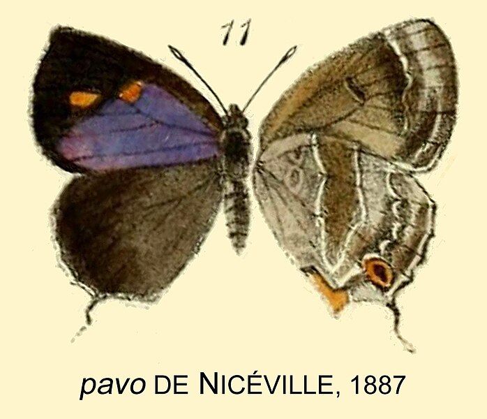 File:PavoDeNiceville1887OD.jpg