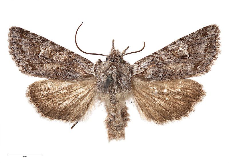 File:Physetica longstaffi 73697399.jpg