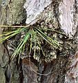 Unlike loblolly pines, pond pines have the ability to grow needles directly from the trunk.[29]