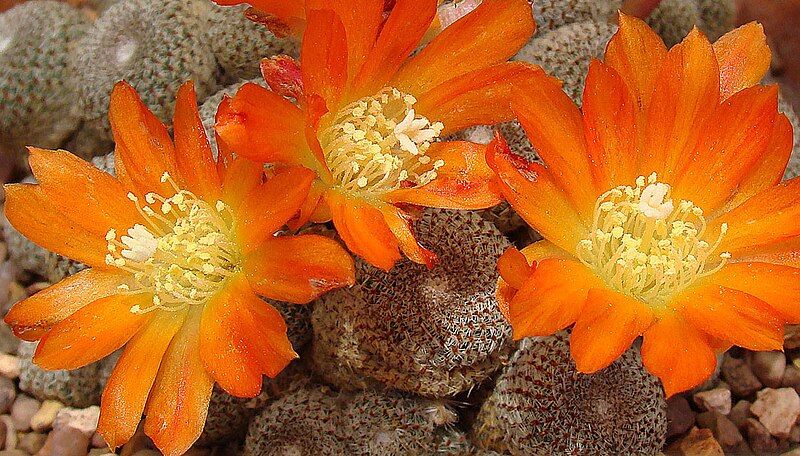 File:Rebutia perplexa (8416437001).jpg