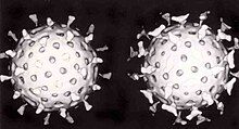 Two spherical rotavirus particles, one is coated with antibody which looks like many small birds, regularly spaced on the surface of the virus