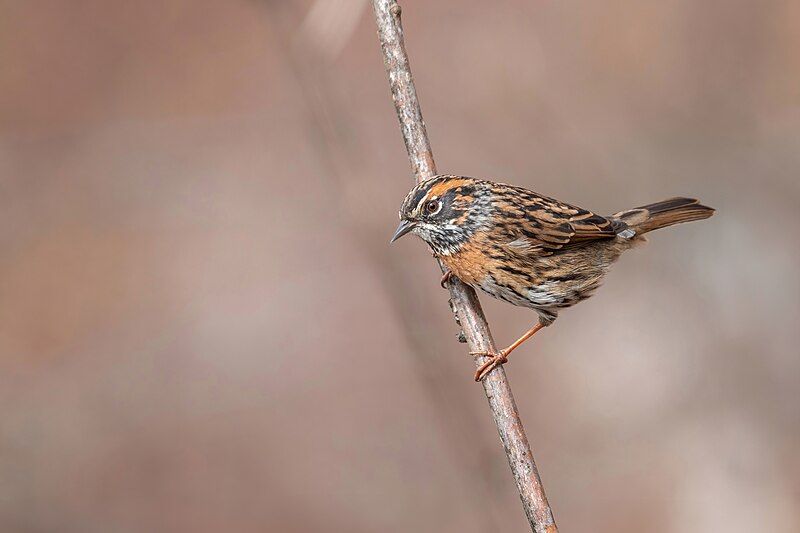 File:Rufous-breasted-Accentor.jpg