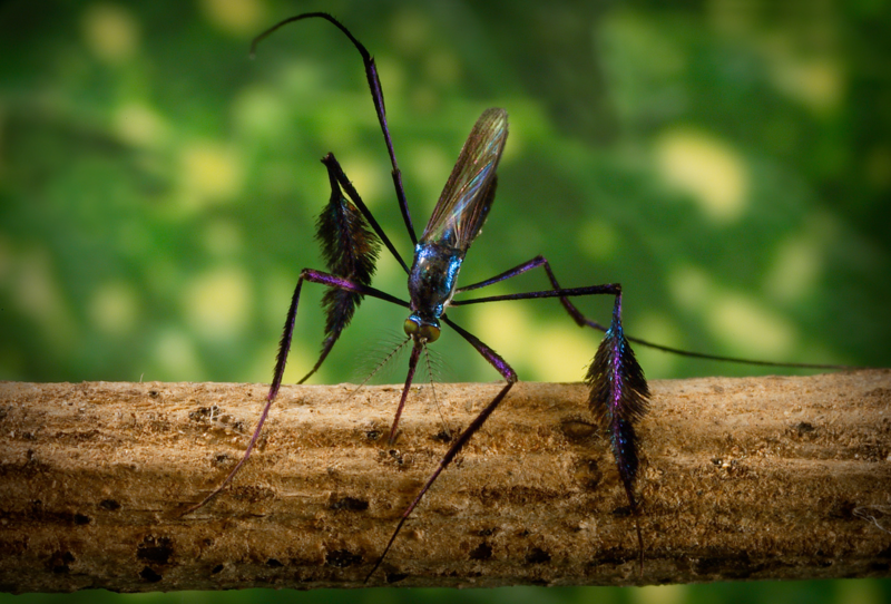 File:Sabethes Cyaneus Mosquito.png