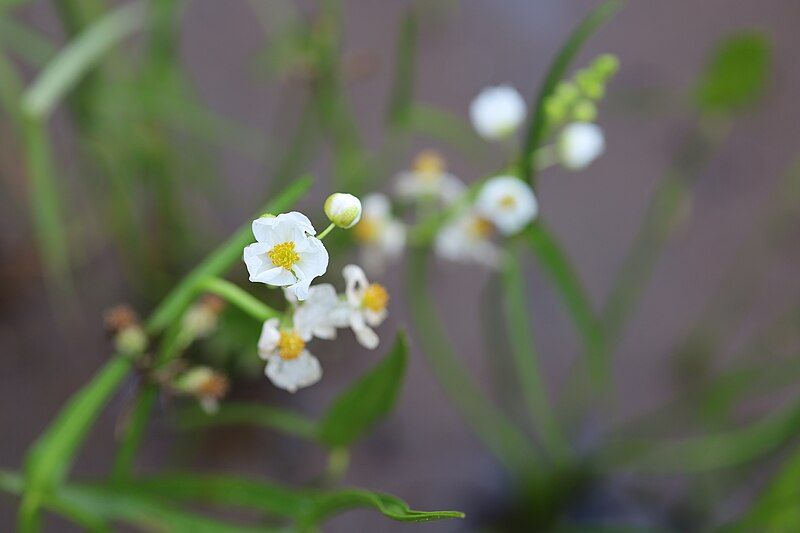 File:Sagittaria latifolia 027.jpg