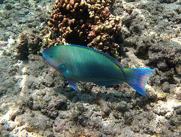 Male Scarus psittacus