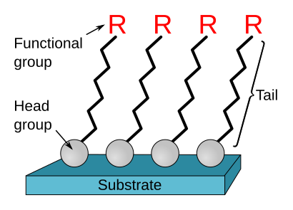 File:Self-assembled monolayer.svg