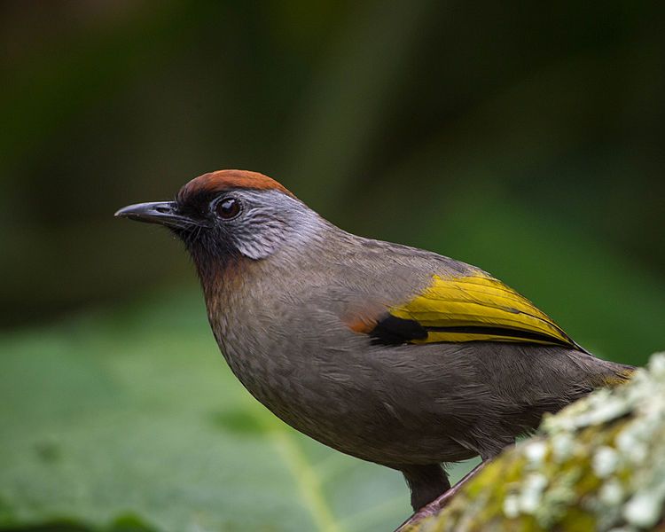 File:Silver-eared Laughingthrush.jpg