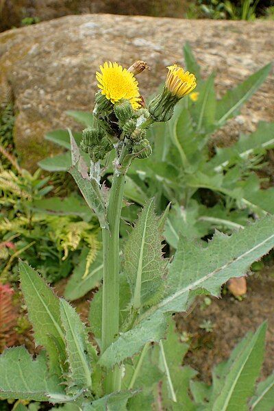 File:Sonchus kirkii kz2.jpg