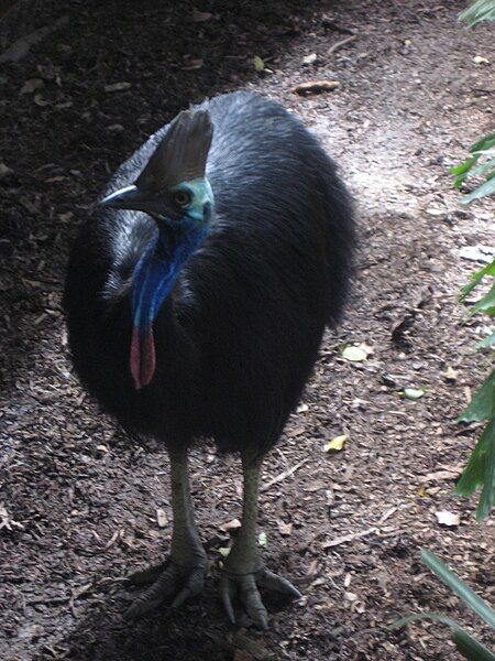 File:Southern Cassowary2.JPG