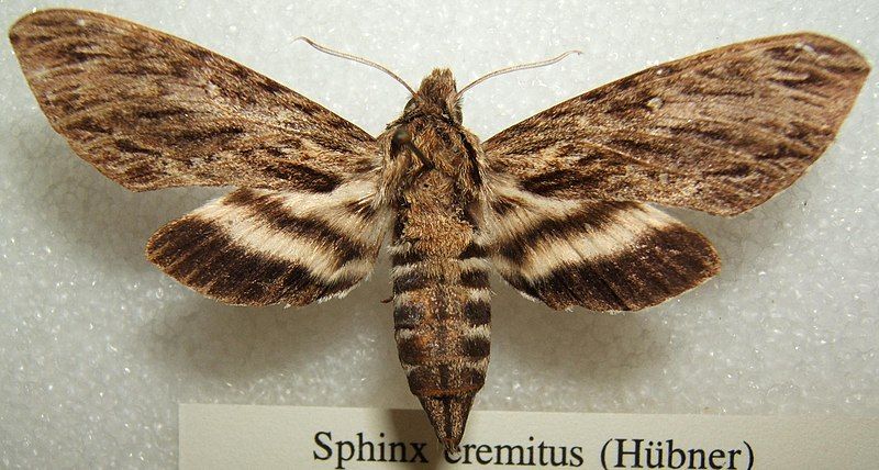 File:Sphinx eremitus sjh.JPG