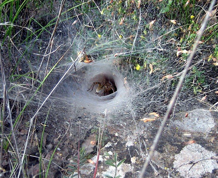 File:Spider web Teruel.jpg