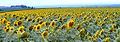 Sunflowers in France.