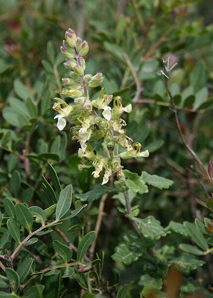 File:Teucrium flavum 2.jpg