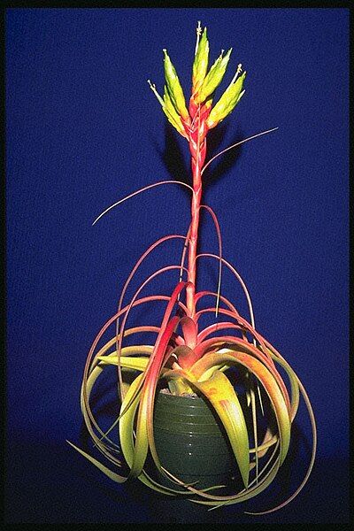 File:Tillandsia Rothii 1.jpg