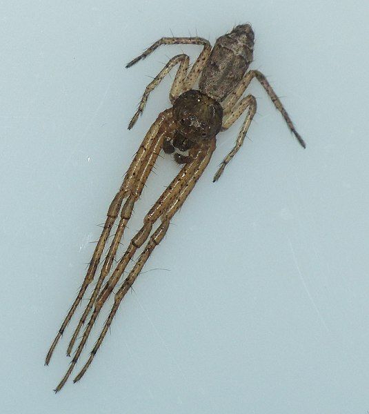 File:Tmarus angulatus 002.jpg