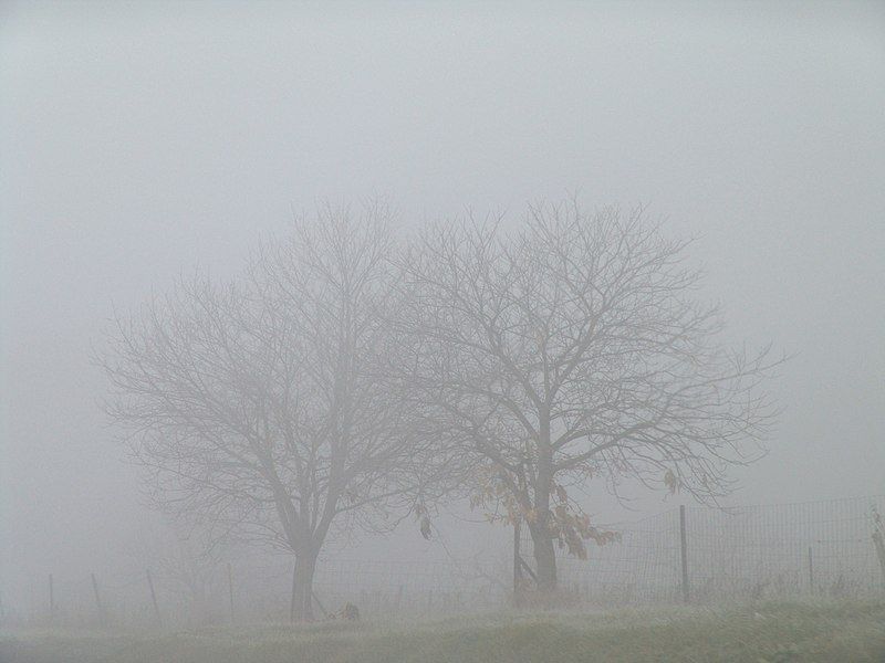 File:TreesInTheFog.jpg