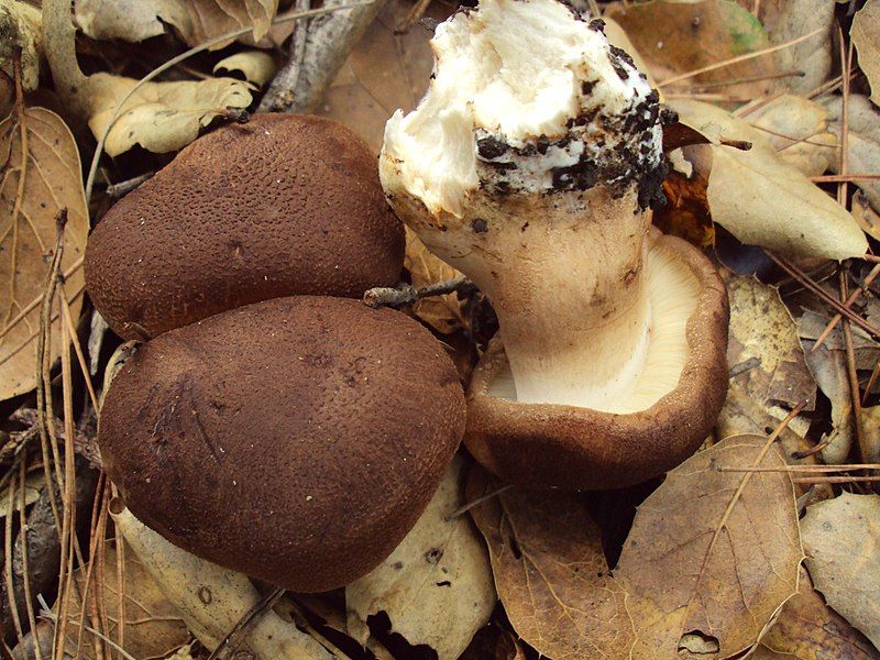 File:Tricholoma imbricatum 68626.jpg