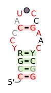 A consensus secondary structure and primary sequence for the twist-up RNA motif.[9]