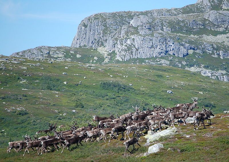 File:Villrein Blefjell.JPG