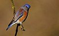 Western Bluebird - Sacramento County, California