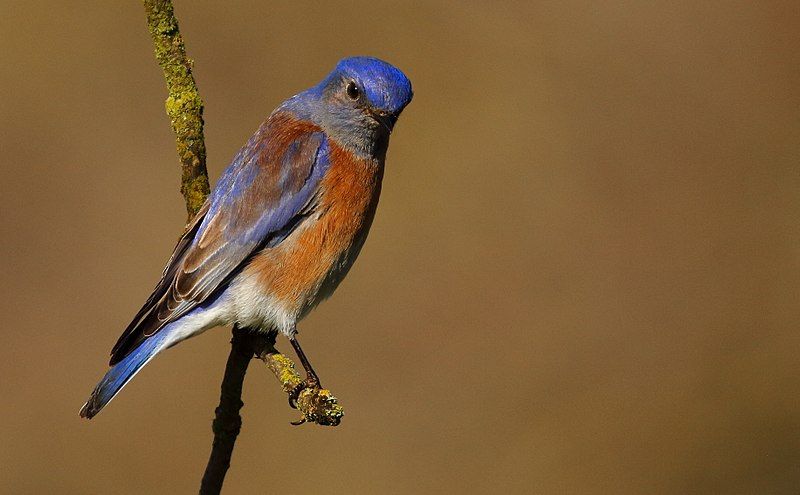 File:WesternBluebird-13JAN2017.jpg