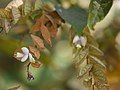 Papilionaceous flowers emerging from bracts