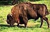 Wisent