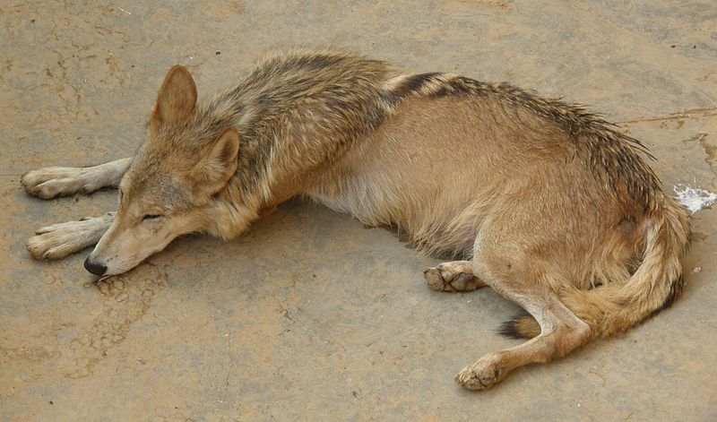 File:Wolf Islamabad Pakistan.jpg