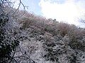 Frost on trees near the top of Mount Yajuro