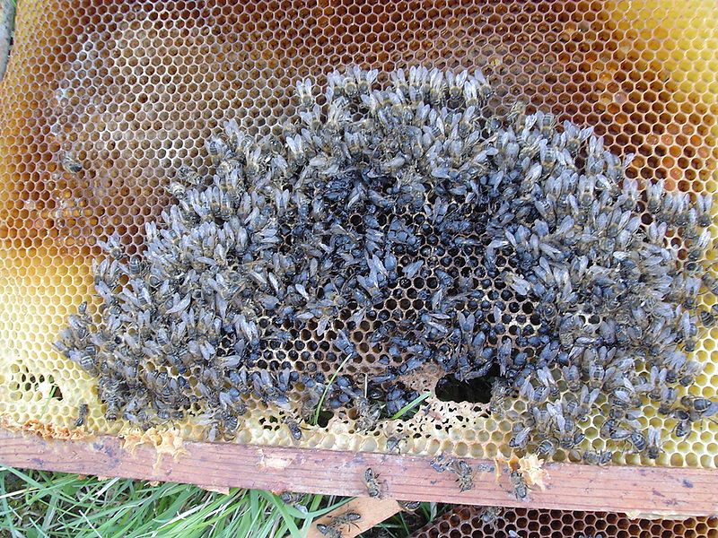 File:Abeilles-mortes-dead-bees.JPG