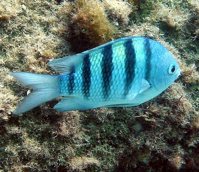 File:Abudefduf saxatilis.jpg