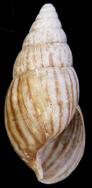 File:Achatina vassei shell.png