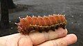 Larva (color of the body just before the pupal stage)