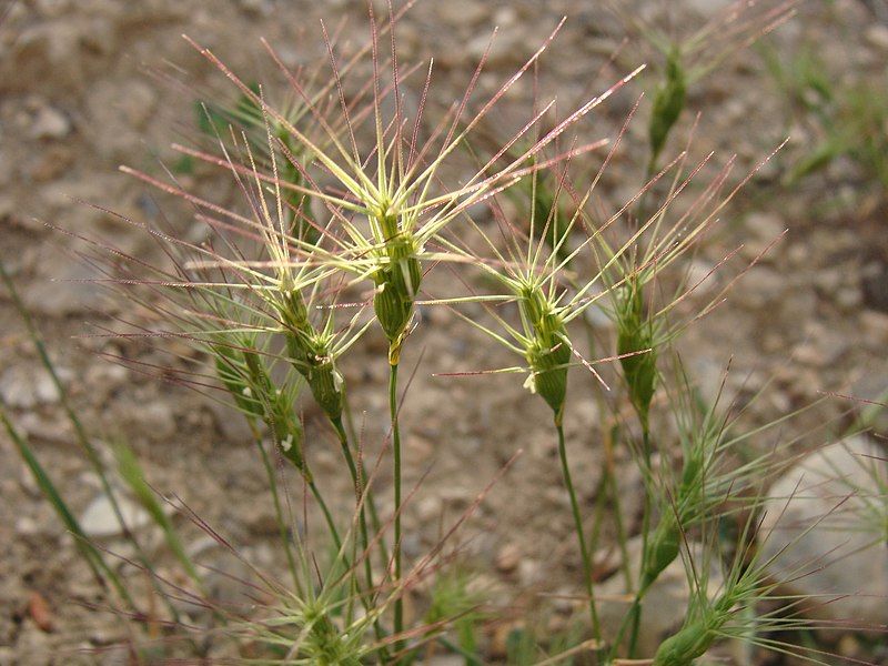 File:Aegilops biuncialis 120483402.jpg