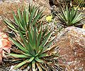 Agave arizonica