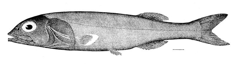 File:Alepocephalus agassizii.jpg