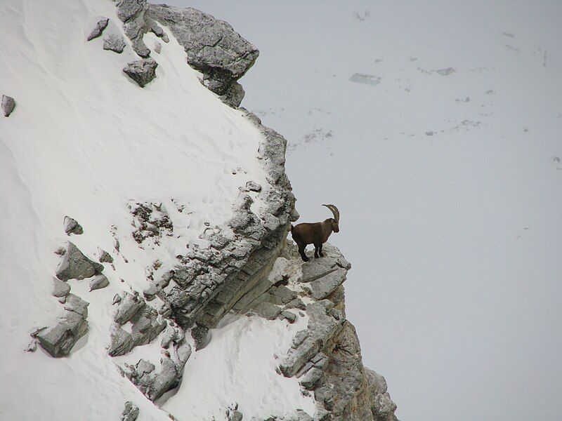 File:AlpineIbex.jpg