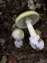 Young and mature Amanita phalloides