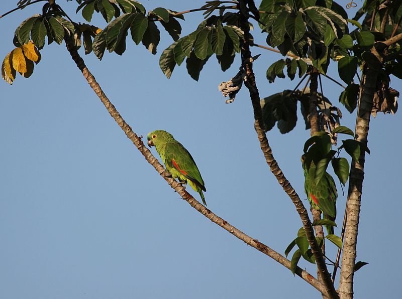 File:Amazona Pantanal.jpg