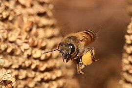 Apis mellifera flying