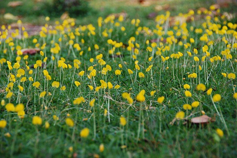 File:Arachis duranensis.jpg